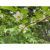我が工房の隣人たちーーシャヤの花