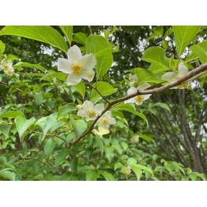 我が工房の隣人たちーーシャヤの花