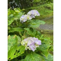 我が工房の隣人たちーー紫陽花