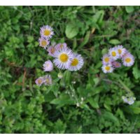 工房の隣人たちーー野の花(2)