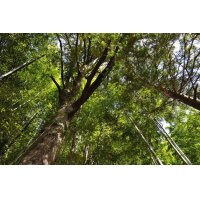 工房の隣人たちーー夏の朝