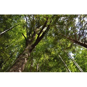 工房の隣人たちーー夏の朝