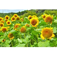 工房の隣人たちーーひまわり畑