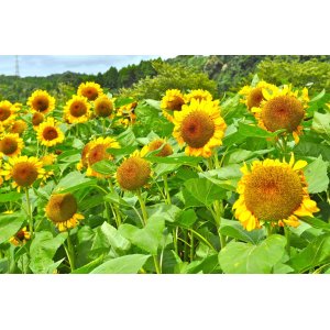 工房の隣人たちーーひまわり畑