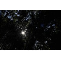 工房の隣人たちーー夏の朝(3)