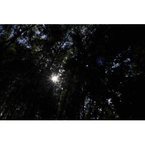 工房の隣人たちーー夏の朝(3)