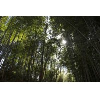工房の隣人たちーー夏の朝(4)