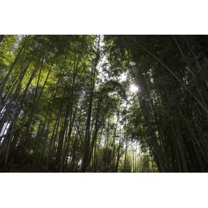 工房の隣人たちーー夏の朝(4)