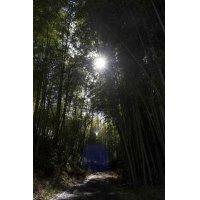 工房の隣人たちーー夏の朝(2)