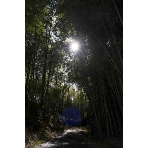 工房の隣人たちーー夏の朝(2)