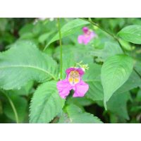 工房の隣人たちーー釣船草
