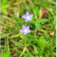 工房の隣人たちーー野の花